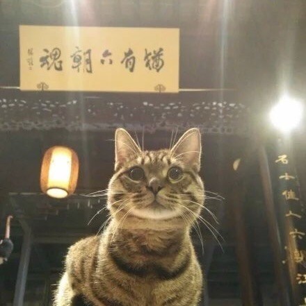 1338452 猫言惑众