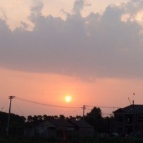 1340454 四眼田鸡