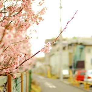 1341206  F。