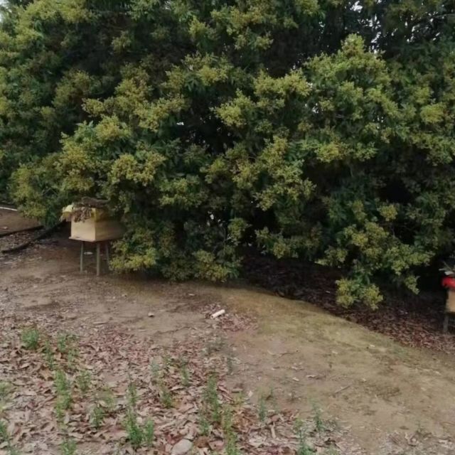 1341683 紫馨