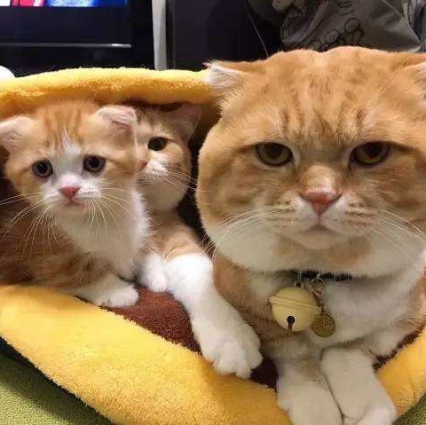 1345011 郭郭的懒猫