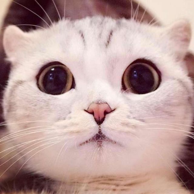 1351864 @猪嘎嘎@