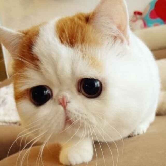 1356975 龙