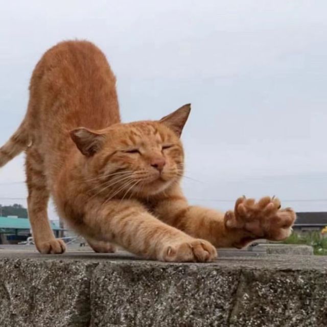 1359026 特特