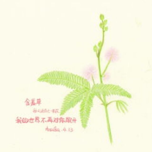 1367488 含羞草