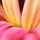 1368423 candy