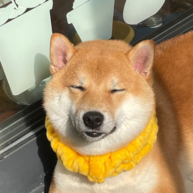 1368735 卧牛