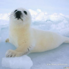 1371216 Seal