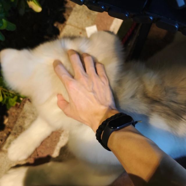 1378934 xiaomang