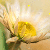 1379229 ╱/ 花 柏 ﹎°