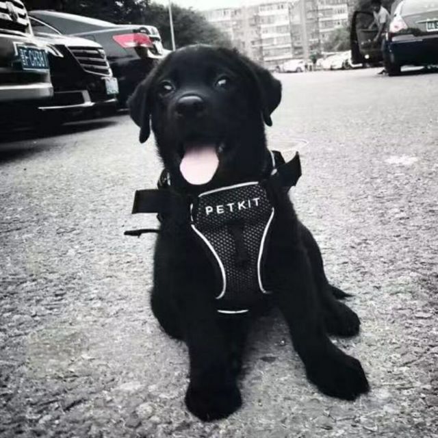 1379586 wyeena