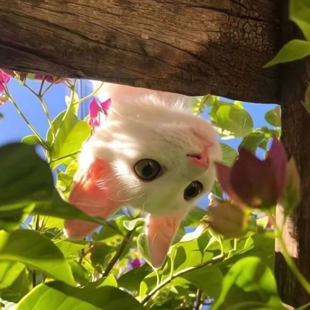 1382407 特立独行的猫&