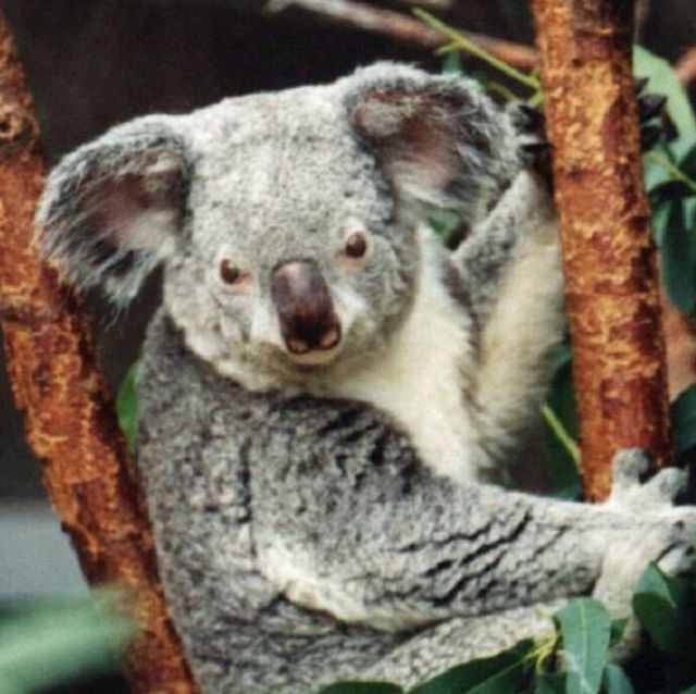 1384455 Koala