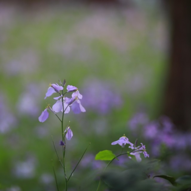 1384483 淡淡的阳光