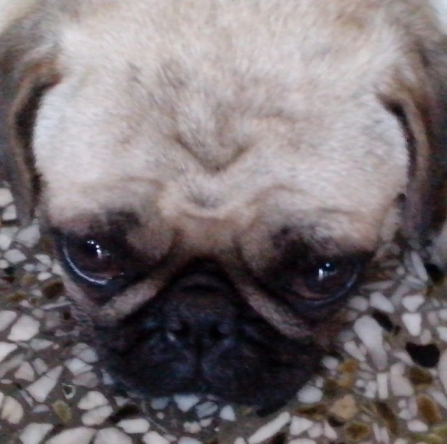 1384852 ming