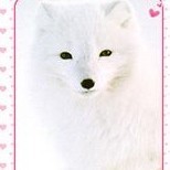 1385375 狐狸夫人