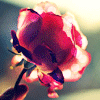 138600  so ( Sweet ), 