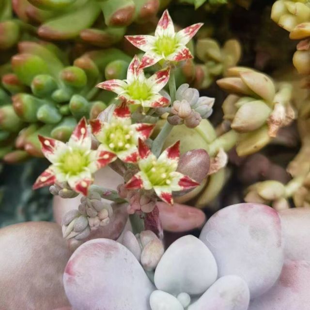 1387618 红豆
