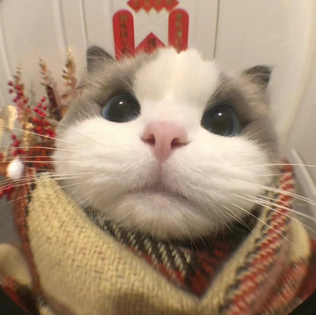 1387769 倾城暖阳