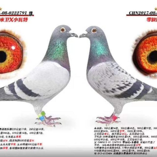 1389013 太阳鸟团队-『翔冠鸽苑』