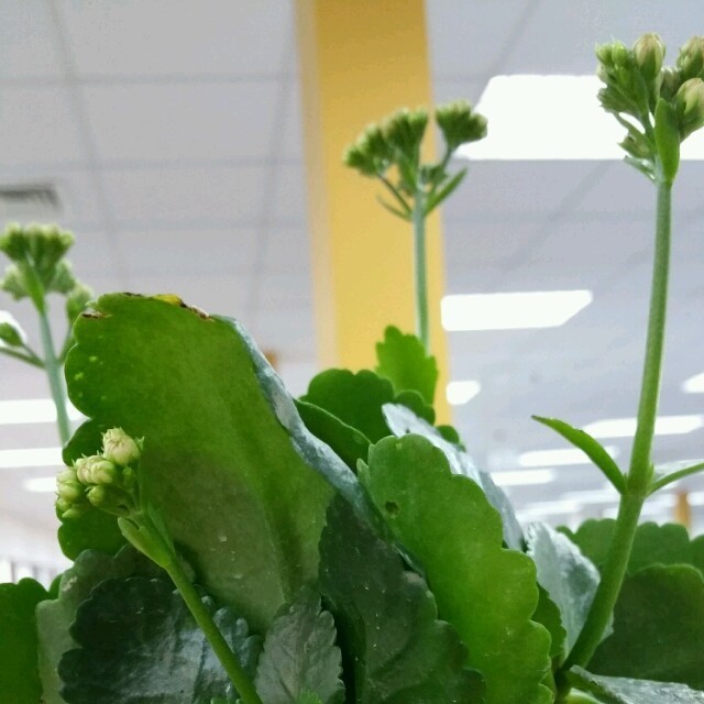 138908 幺闺儿