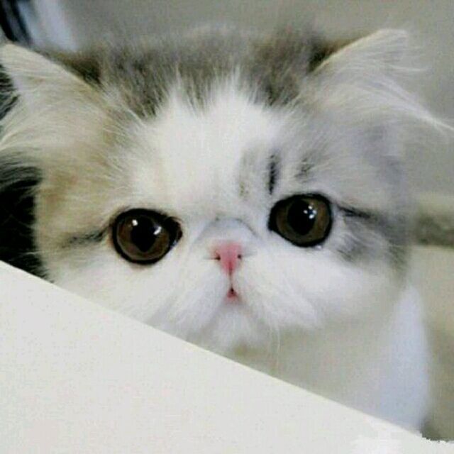 1389221 ねこ 