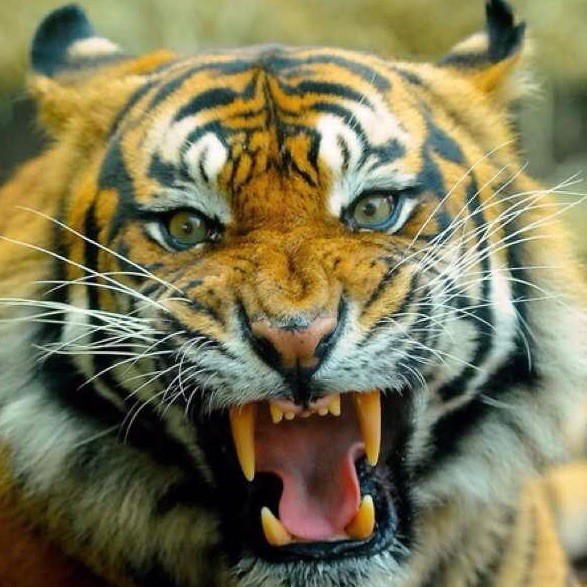 1393814 Tiger