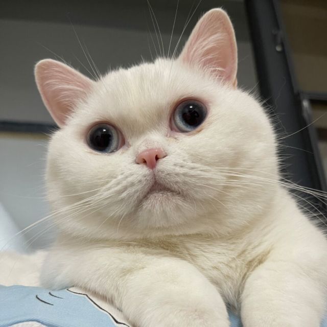 1394344 -̶装̶不̶出̶旳淑女̶范儿