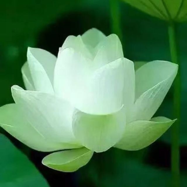 139504 俱安