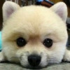140114  .灰太侠.