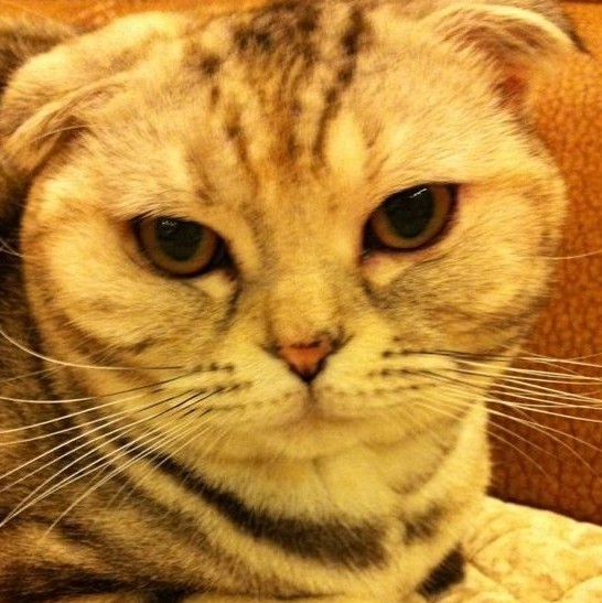 141400 鼓捣猫呢