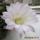 141418 lin