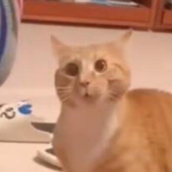 142522 恶猫绅士