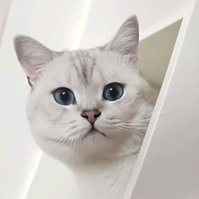143300 小鱼哥