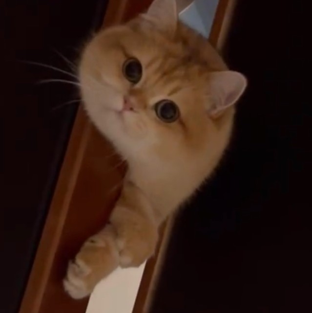 144649 ｡❀*ﾟ･糖心糖 ✿