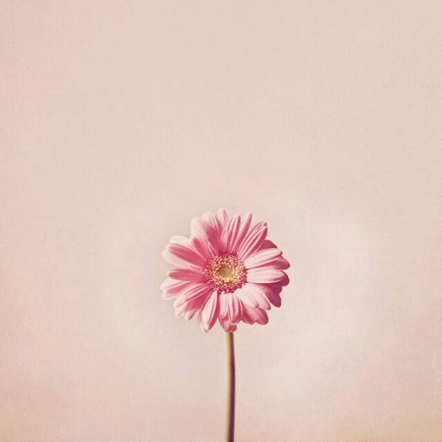 145131 丫荔枝