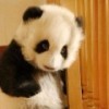 147602 猪立业