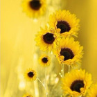 147666 太陽花的燦爛ヾ