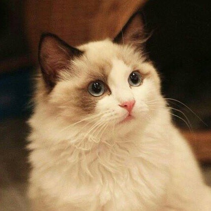 147969 被猫抓