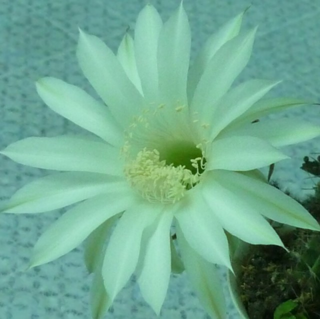 148256 岳