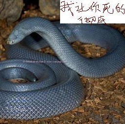 148374 我应为王