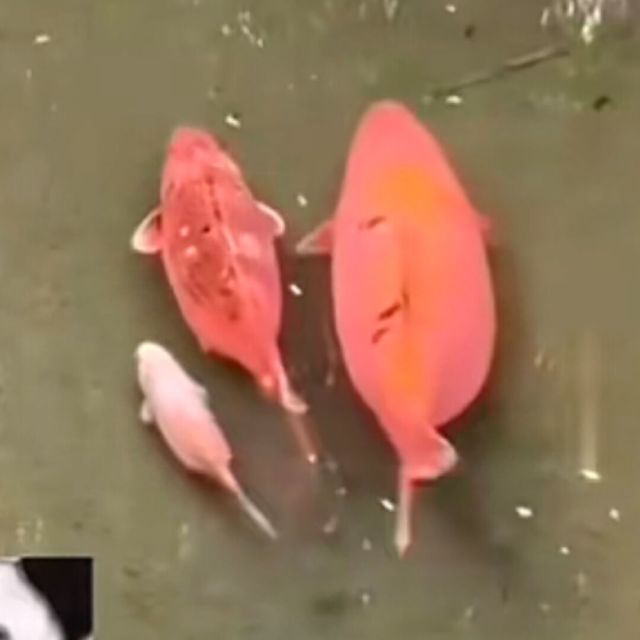148413 素瓷传静夜