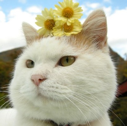 148644 猫大大