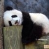 1502247 独孤长败