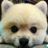 1503347 法国之商人