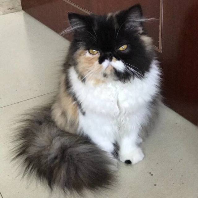1505971 豆豆