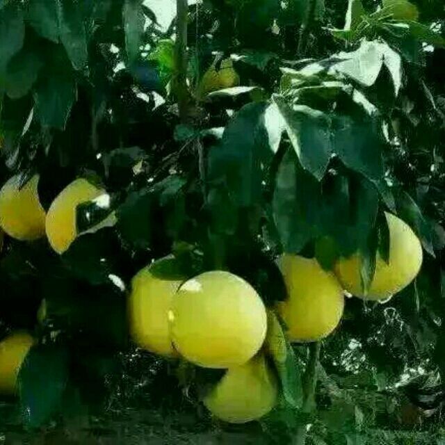 1514052 喜羊杨