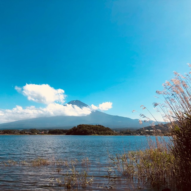 1514555 只因有李