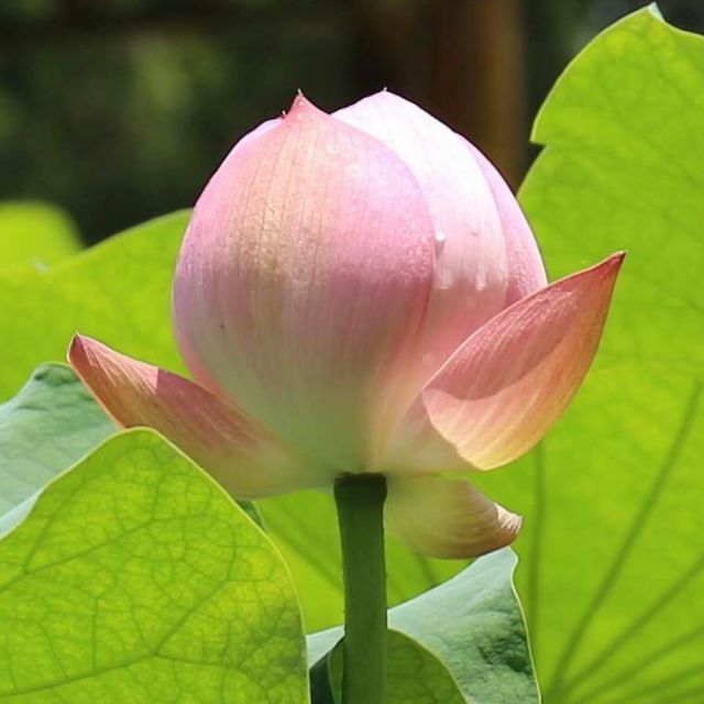 1514667 清明