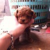 1515027 龙二